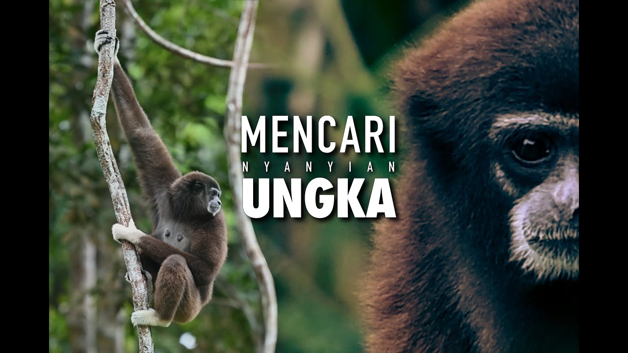 Bernama: Mencari nyanyian ungka